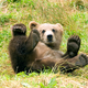 Illustration for article titled Should A Virile Bear Be Castrated To Give Other Bears A Chance?